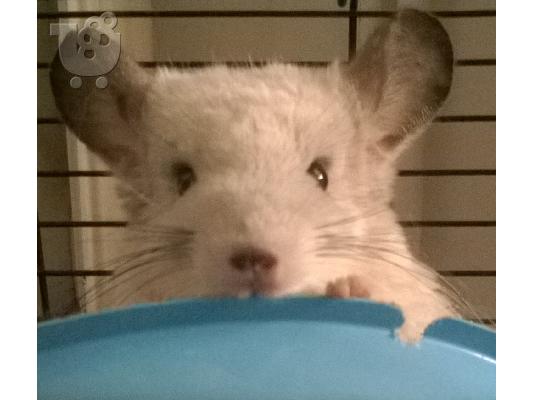 PoulaTo: chinchilla